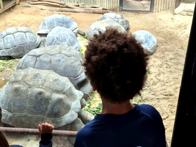 Un enfant, de dos, observe à travers la vitre un groupe de tortues géantes dans leur enclos